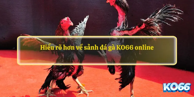 Hiểu rõ hơn về sảnh đá gà KO66 online